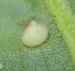 Caryomyia conoidea