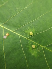 Caryomyia conoidea