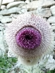 Cirsium nivale