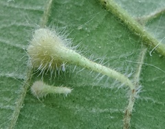 Caryomyia inclinata