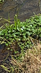 Hydrocotyle ranunculoides