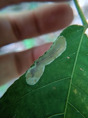 Cameraria caryaefoliella