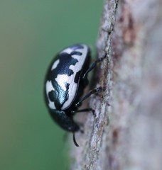 Calligrapha pnirsa