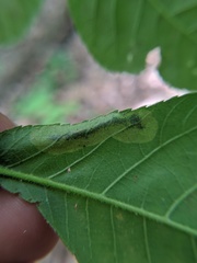 Cameraria caryaefoliella