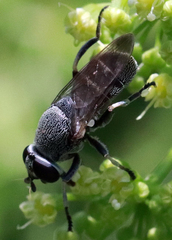 Myolepta aurinota