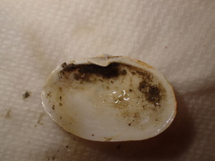 Cryptomya californica