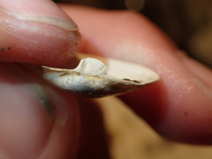 Cryptomya californica