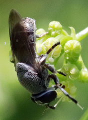 Myolepta aurinota