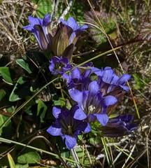 Gentiana affinis ovata