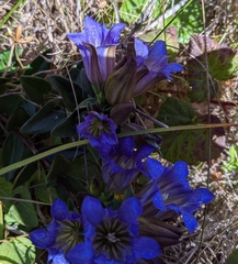 Gentiana affinis ovata