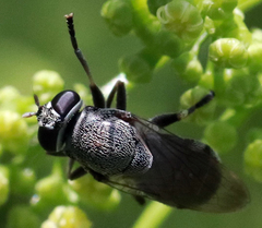 Myolepta aurinota