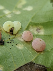 Caryomyia glauciglobus
