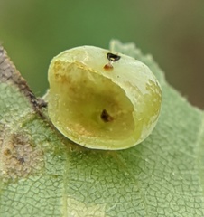 Caryomyia glauciglobus