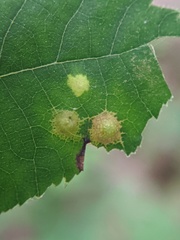 Caryomyia glauciglobus