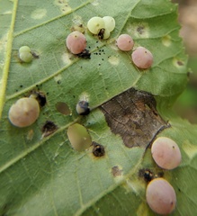 Caryomyia glauciglobus