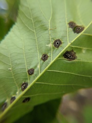 Phylloxera caryaeglobuli