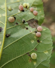 Caryomyia glauciglobus