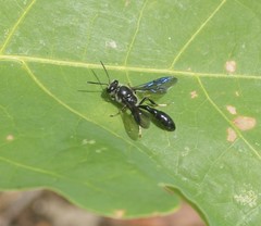 Trypoxylon lactitarse