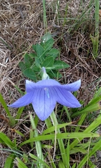 Platycodon grandiflorus