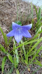 Platycodon grandiflorus