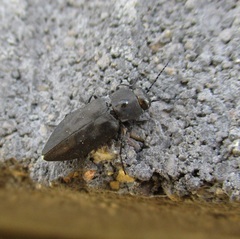 Melanophila acuminata