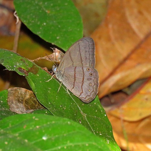 Paryphthimoides sylvina