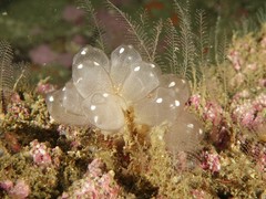 Clavelina pseudobaudinensis