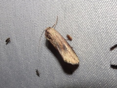 Crambodes talidiformis