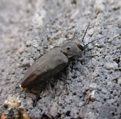Melanophila acuminata