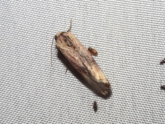 Crambodes talidiformis