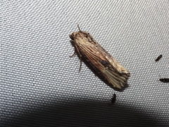 Crambodes talidiformis