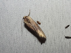 Crambodes talidiformis