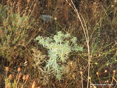 Lavandula pedunculata