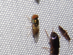 Microchrysa flaviventris