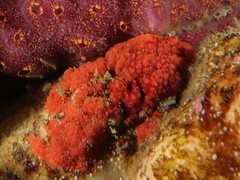 Aplousobranchia