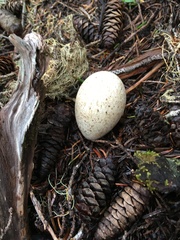 Dendragapus fuliginosus