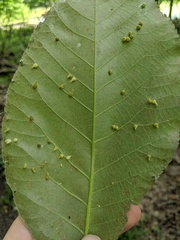 Caryomyia inclinata