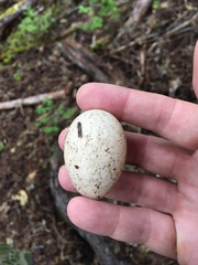 Dendragapus fuliginosus