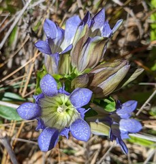 Gentiana affinis ovata