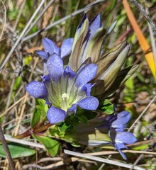 Gentiana affinis ovata