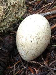 Dendragapus fuliginosus