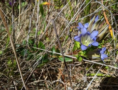 Gentiana affinis ovata