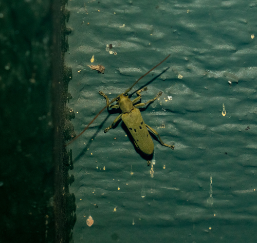 Linden Borer photo 5