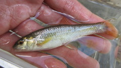 Nocomis leptocephalus