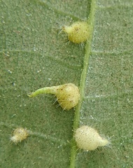 Caryomyia inclinata