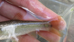 Nocomis leptocephalus