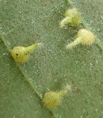 Caryomyia inclinata