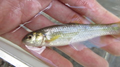 Nocomis leptocephalus