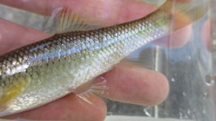 Nocomis leptocephalus