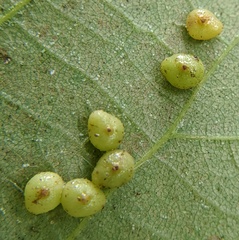 Caryomyia caryae